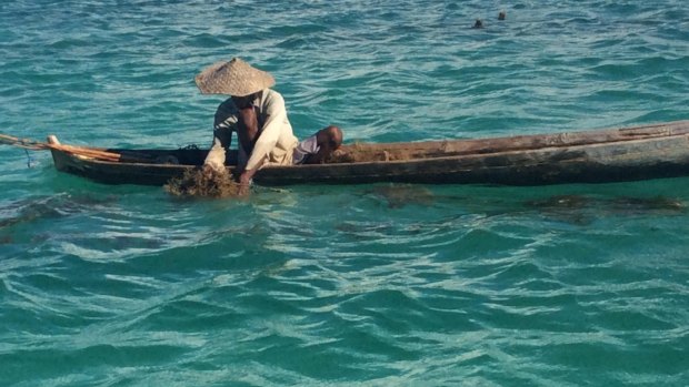 Seaweed farmer Nikodemus Manefa works off the Indonesian island of Rote, where locals say their fish stocks and seaweed crops were devastated after the 2009 Montara oil spill.