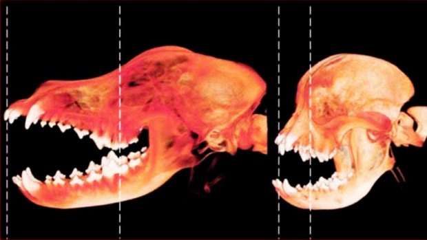 Brachy v normal X-ray comes from http://www.brachycephalia.com/