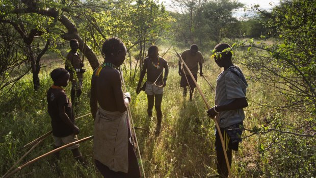 Hadza hunters with bows and arrows tracking game. 