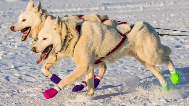 Sled dogs running the Yukon Quest. 