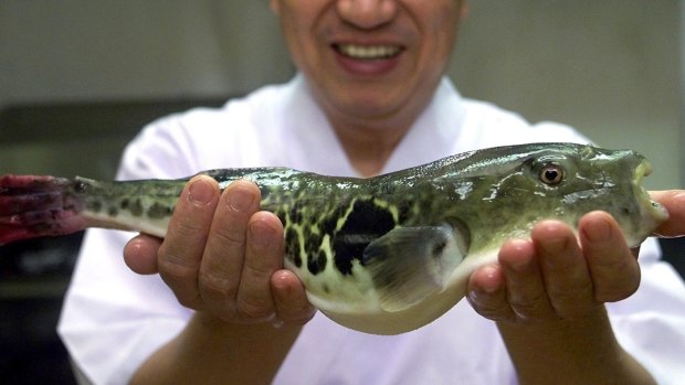 A fugu, or a blowfish, is shown at a restaurant in Shimonoseki, southwest of Tokyo. 