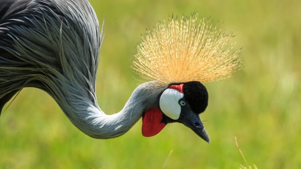 Grey-crowned crane.