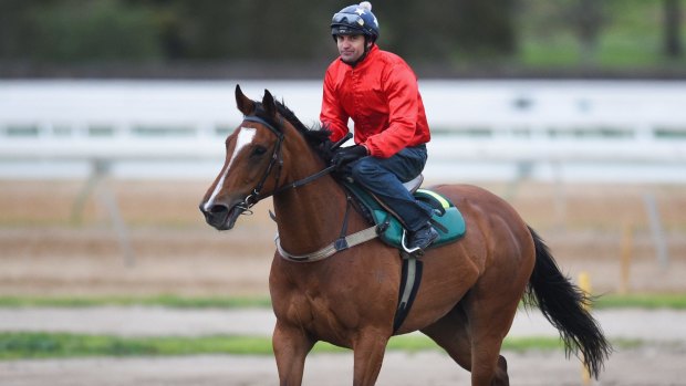 New trainer: Kiwi mare Rising Romance will be prepared by David Hayes for her spring campaign.