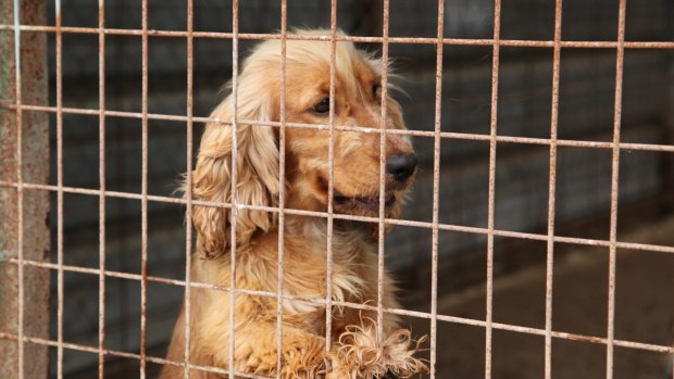 It's estimated there are about 100 illegal puppy farms in Queensland.