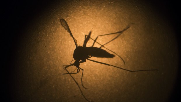 An Aedes aegypti mosquito is capable of transmitting malaria, dengue and zika.