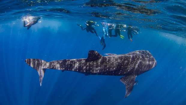 Swimming with a whale shark is one of the many appeals of a visit to Ningaloo.