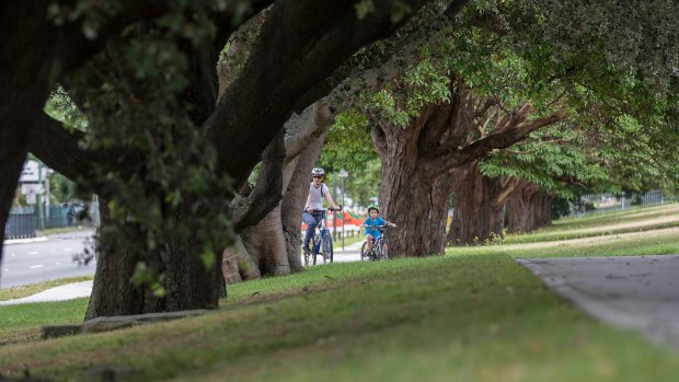 Trees in Alison Road in Randwick will face the chop in favour of the light rail line. 