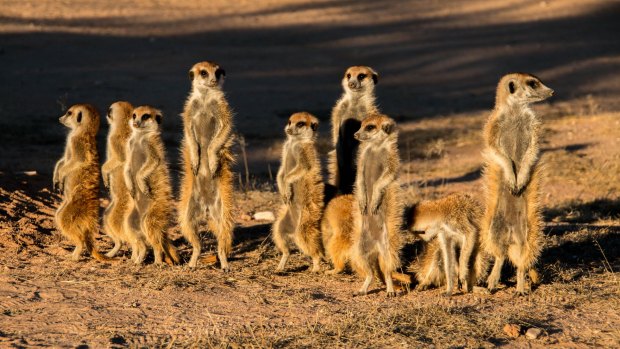 A meerkat family in Kgalagadi National Park.
