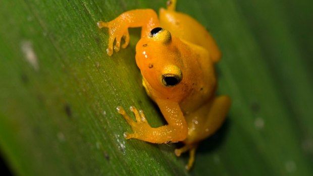 Golden Rocket Frog, Kaieteur National Park, Guyana.
