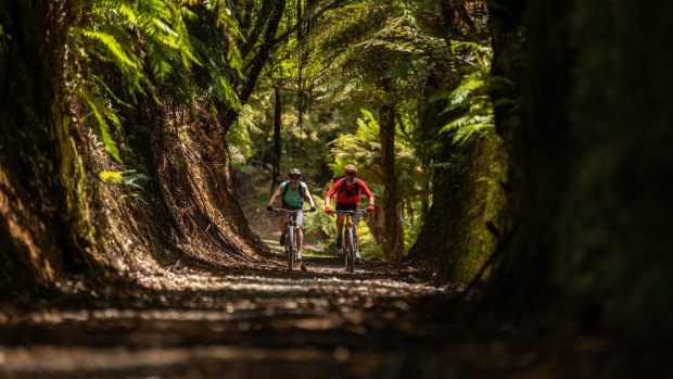 Pureora Forest Park is a 78,000 hectare wilderness an hour's drive west of Taupo, and an hour north of Mount Ruapehu.