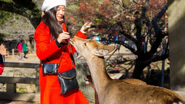 Nara Park is home to over 1200 wild sika deer.