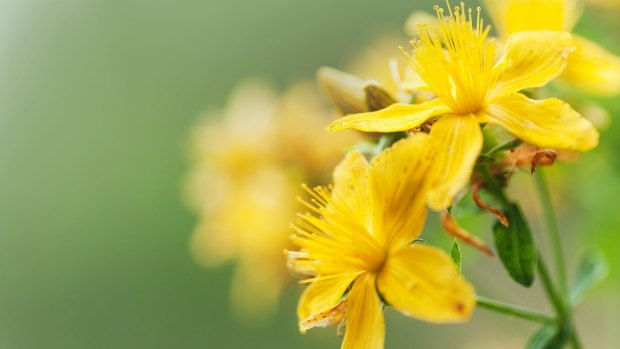 St John's Wort is a flowering plant which some studies have shown to be effective in the treatment of mild to moderate depression.