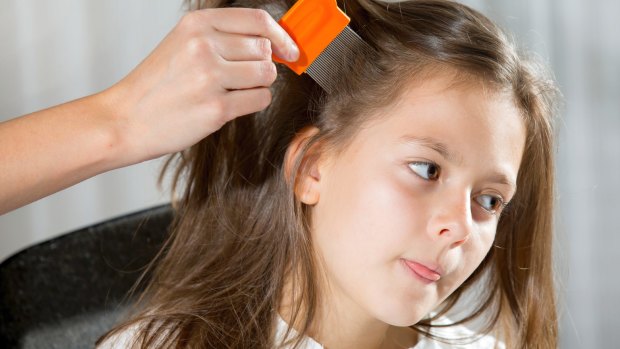 Hair raising: Roughly a quarter of all school pupils are reported to have head lice.