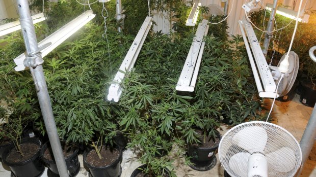 Cannabis plants allegedly found by police in a property in Elands, north-west of Taree.