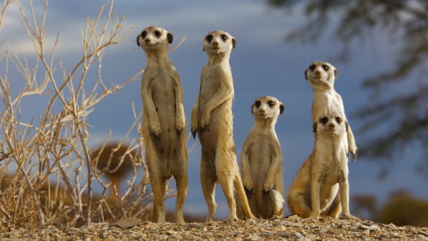 Inquisitive meerkats were a highlight.