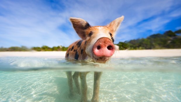 The Caribbean's famous swimming pigs.
