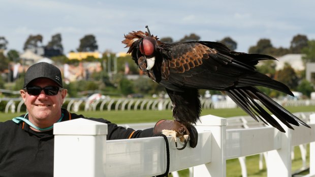 Winging it: Eagle Zoro was on hand to keep birds away.