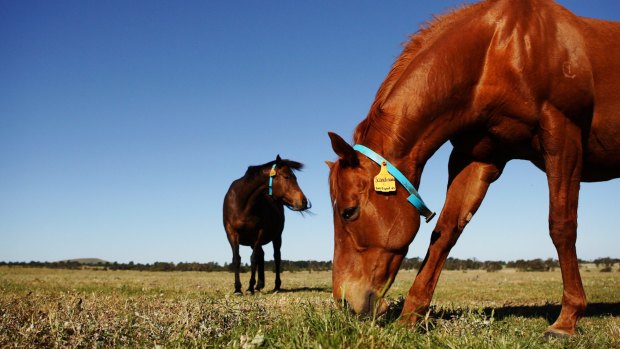 A study conducted by Norwegian animal behaviour experts has found horses are able to convey their preferences to handlers by touching symbols with their noses.