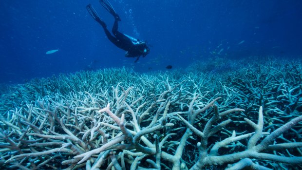 Divers looking at fish and coral life on the Great Barrier Reef.