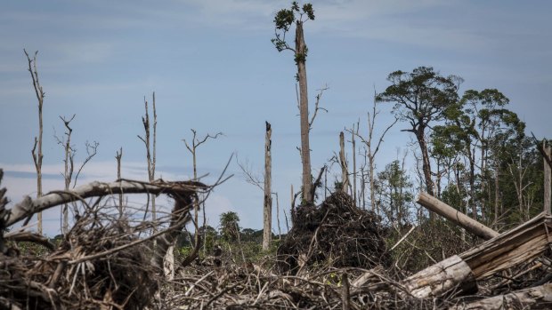 Land clearing for a palm oil plantation in the Leuser Ecosystem in Aceh.