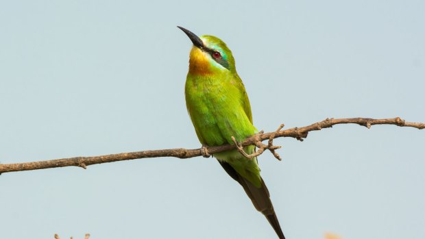Blue-cheeked-beeeater.