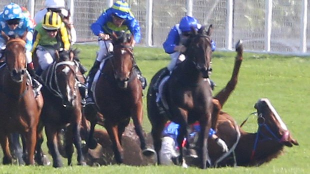 Tragedy averted: The fall that could have ended the lives of jockey Kathy O'Hara and Single Gaze.