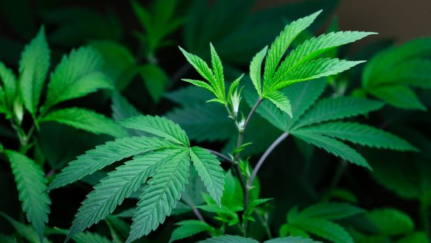 The economic benefits of medicinal marijuana have been examined, with new laws passing Queensland parliament.