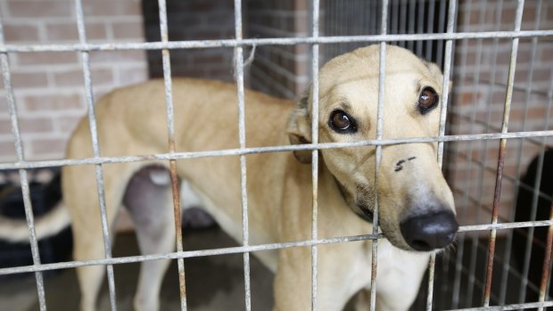 Questions on the impact on Queensland greyhound racing of New South Wales decision to axe the industry.
