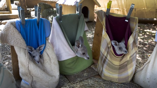 Joeys in makeshift pouches at the Hepburn Wildlife Shelter.