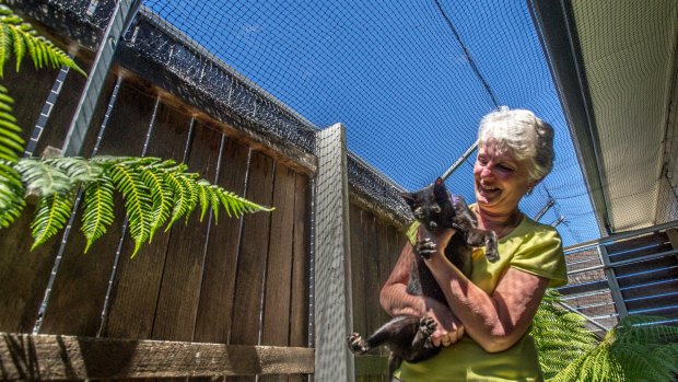 Margaret Barker has had to contain her cat Ivy using netting over her backyard in Forde.