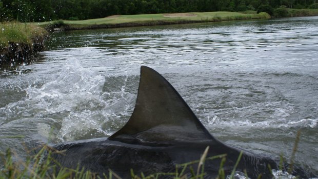 These bull sharks have inhabited Carbrook Golf Course at Loganholme for about 15 years.
