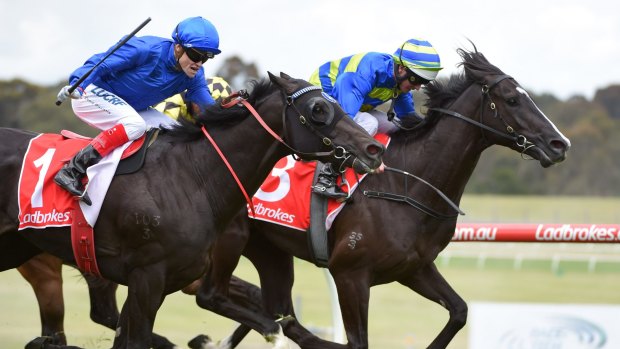 Derby target: Ruthven is collared by Morton's Fork in the Sandown Guineas.