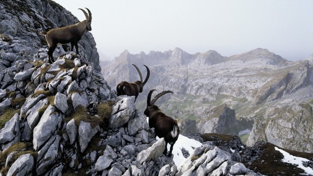 Ibex are native to the Alpstein.