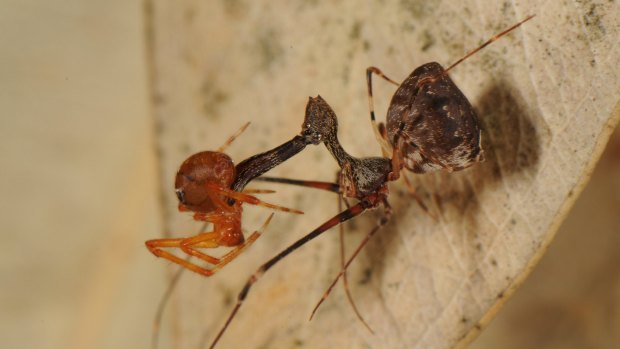 A pelican spider dangles its prey by its elongated mouth. 