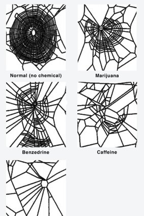 How house spider webs change when the spider is exposed to different chemicals.