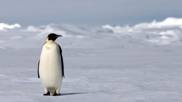 Emperor penguin Antarctica. 