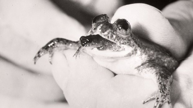 The gastric brooding frog giving birth through its mouth.