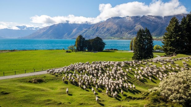 Of NAB's loans in New Zealand, 19 per cent, or NZ$13.6 billion, are to agribusinesses.