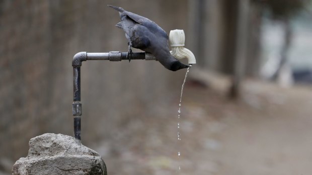A crow drinks water from a tap on a hot day in Ahmadabad, India, last week.