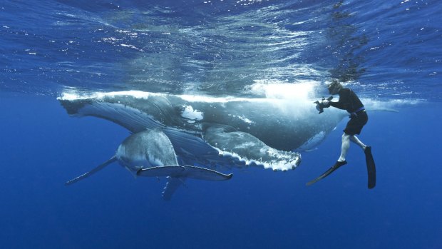 WA will trial humpback whale swimming encounters from June 2016. 