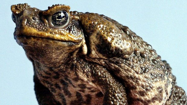 ToadScan gives people the chance to record sightings of cane toads to help improve local management plans.