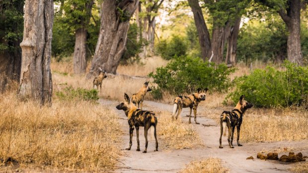 Pack of African wild dogs.