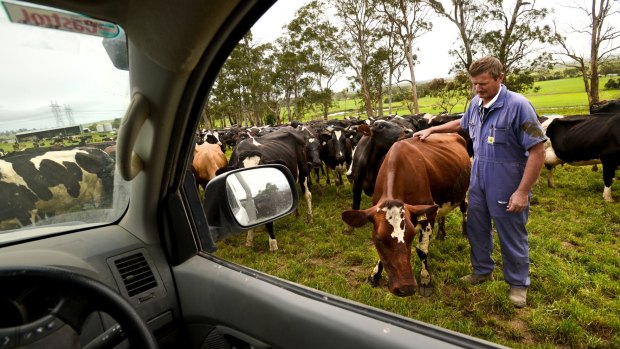 Cash cow: Dairy Farmer John Versteden. The tumult in world markets and sliding commodity prices is expected to benefit China, sparking consumer demand.