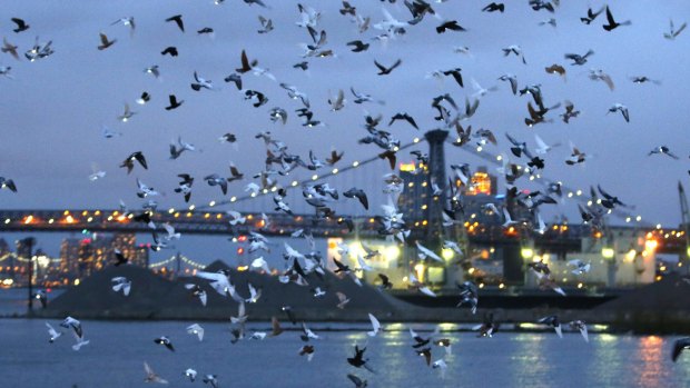 Pigeons wearing LED lights fly over the East River at dusk as part of Fly By Night.