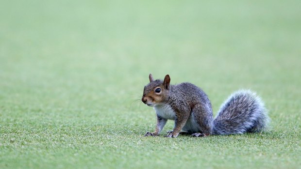 Furry friend: This squirrel held up proceedings at Newlands for a while. 