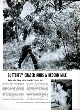 An article about John Landy collecting butterflies from Life Magazine in 1954.