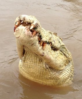 An albino crocodile called Michael Jackson was shot dead on Monday after attacking a fisherman.