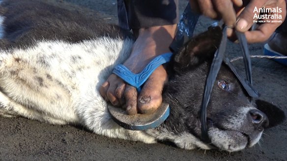 A hunter steps on a dog's throat.