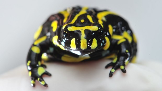 The endangered southern corroboree frog.