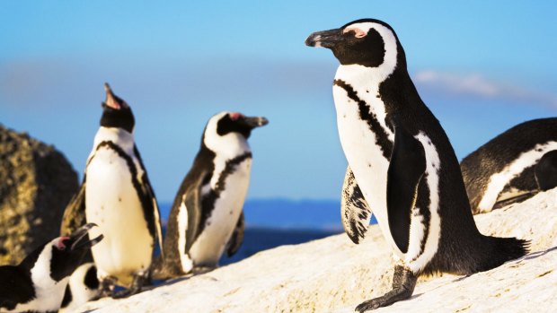 Penguin colony.